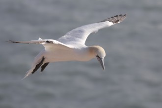 Gannet
