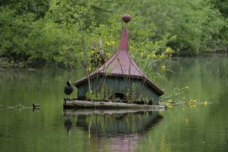 Eurasian Coot (Fulica atra) on sunken duck house, duck house, lake, water bird, marsh iris. Lake