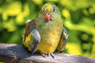 The parrot (Psittaciformes) with vivid colours rests on a piece of wood in front of a summery