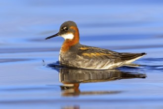 Odin's chicken, (Phalaropus lobatus), swims in the water, wading bird, Varanger, Finnmark, Norway
