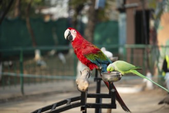 Parrot with vibrant colors perched near a green bird feeding in an outdoor setting, Portrait of