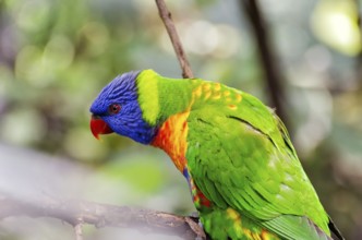 Allcolour lorikeet