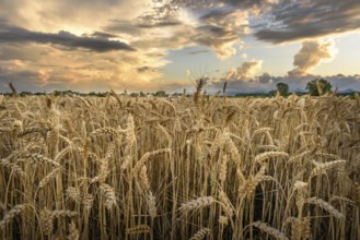 Cereal field in the French countryside