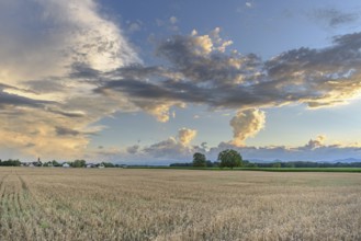 Cereal field in the French countryside