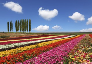 Field of multi-colored decorative buttercups Ranunculus Bloomingdale. On the horizon is growing