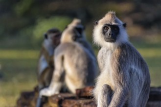 Langurs