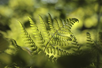 Fern in the forest on a sunny spring morning