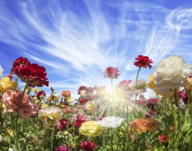 The magnificent field of the blossoming garden buttercups. The blue sky and light clouds are