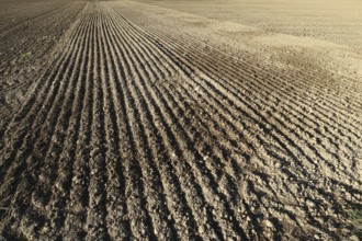 A tree in an agricultural field in Hohenlohe, Germany