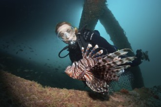 Diver observing lionfish, Pterois volitans, Ambon, Moluccas, Indonesia