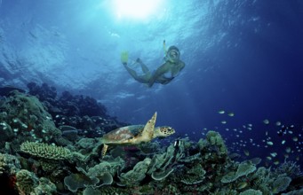 Hawksbill sea turtle and snorkeller, Eretmochelys imbricata, Maldives, Indian Ocean, Meemu Atoll