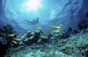 Shoal of yellowfin mullets and snorkellers, Mulloidichthys vanicolensis, Maldives, Indian Ocean,