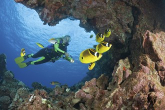 Crescent moon butterflyfish and diver, Chaetodon lunula, Lani Cathedral, Maui, Hawaii, USA