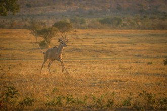 Young male Kudu running in the bush in the Welgevonden game reserve, South Africa