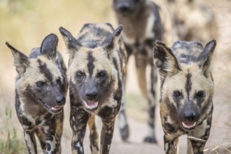 African wild dogs walking towards the camera in the Kruger National Park, South Africa