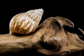 Close-up of a Giant African snail Lissachatina fulica resting on textured driftwood against a black