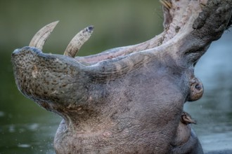 Hippo yawning in the water in the Kruger National Park, South Africa