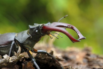 Stag beetle male