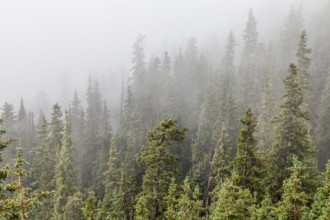Mountain spruce forest in fog, Rocky Mountains near Loveland Pass, Colorado