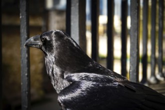 A raven sits next to a metal railing, the scene looks gloomy with shiny black plumage and blurred