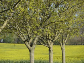 Row of trees in front of a vast yellow rape field on a clear spring morning, billerbeck,
