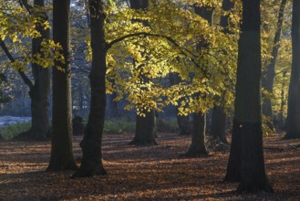 Dense forest in autumn with orange foliage and deep shadows, borken, North Rhine-Westphalia,
