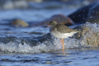 Redshank foraging on the beach (tringa totanus)