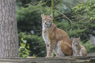 Eurasian lynx (Lynx lynx)