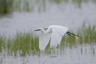 Little Egret (Egretta garzetta)