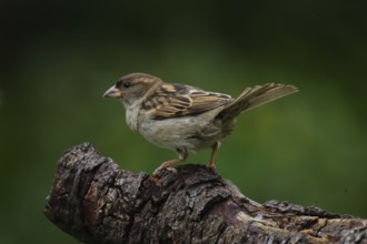 House Sparrow (Passer domesticus)