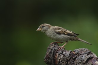 House Sparrow (Passer domesticus)