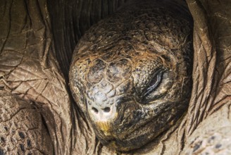 Giant tortoise head (chelonoidis nigra porteri)