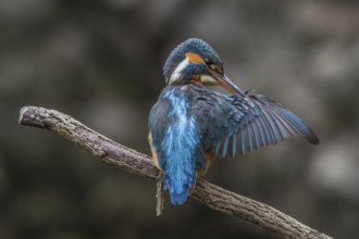Kingfisher (Alcedo atthis)