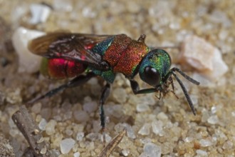 Sand gold wasp (Hedychrum nobile)