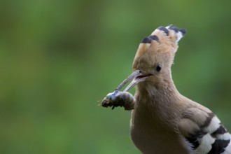 Hoopoe (Upupa epops)