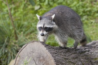 Raccoon (Procyon lotor)