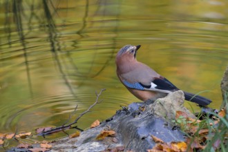Eurasian jay (Garrulus glandarius)