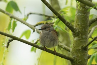 Dunnock (Prunella modularis)