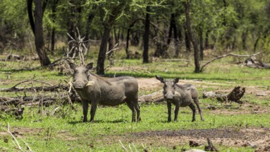 Warthog at the Gaborone Game Reserve in Gaborone, Botswana, Gaborone, Botswana