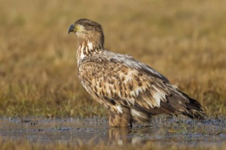 White-tailed eagle, hawk family, animals, birds, birds of prey, (Haliaeetus albicilla), biotope,