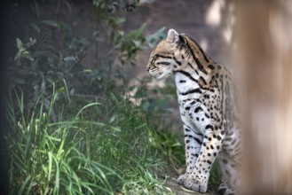 Ocelot (Leopardus pardalis), An ocelot sits among green foliage, its spotted coat highlighted by