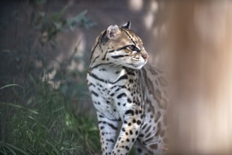Ocelot (Leopardus pardalis), An ocelot sits among green foliage, its spotted coat highlighted by