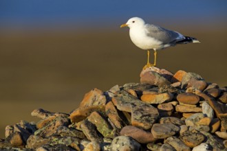 Mew Gull, (Larus canus), animals, birds, gull, gull family, Varanger, Finnmark, Norway