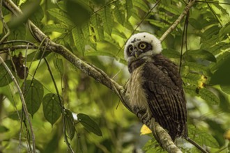 Pulsatrix perspicillata, costarica