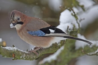 Eurasian jay (Garrulus glandarius)