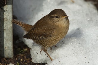 Eurasian wren (Troglodytes troglodytes)