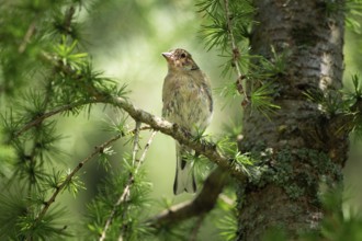 Snow sparrow (Montifringilla nivalis)