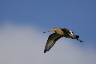 Black-tailed godwit (Limosa limosa)
