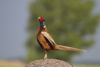 Pheasant (Phasianus colchicus)