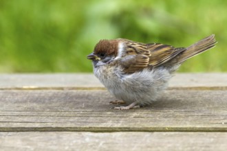 Tree sparrow - young bird (Passer montanus)